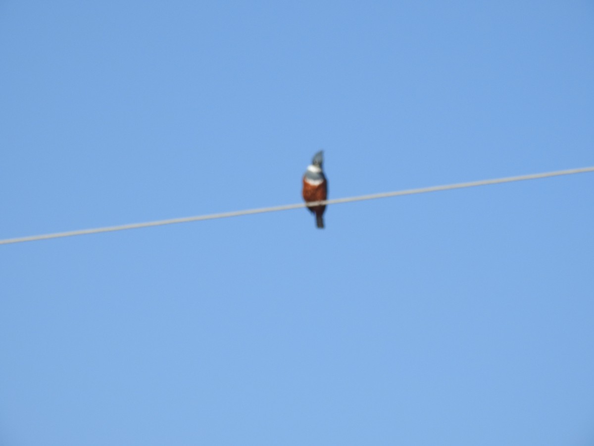 Ringed Kingfisher - Janet Cunningham