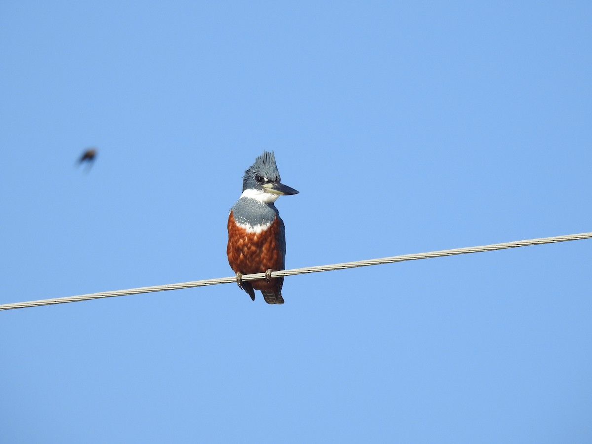 Ringed Kingfisher - Janet Cunningham