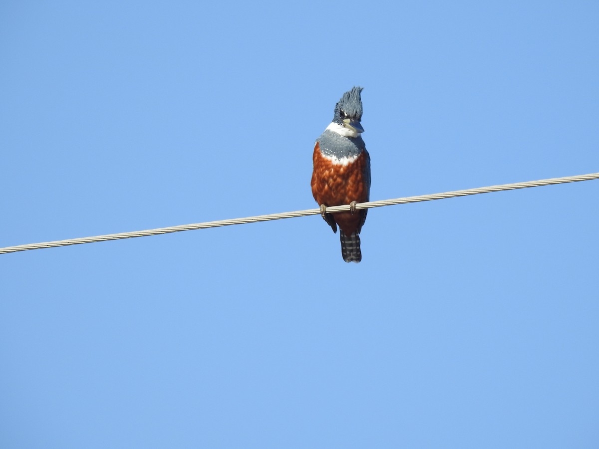 Ringed Kingfisher - Janet Cunningham