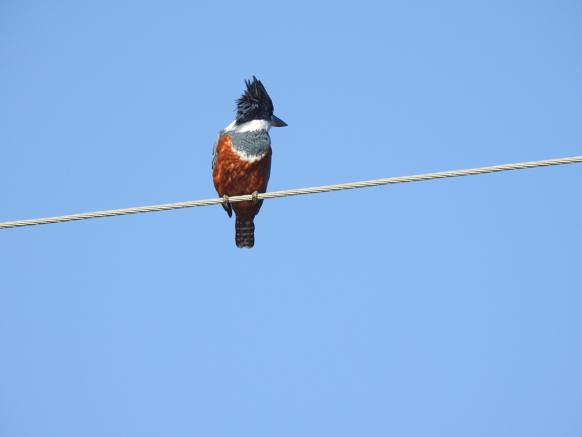 Ringed Kingfisher - Janet Cunningham