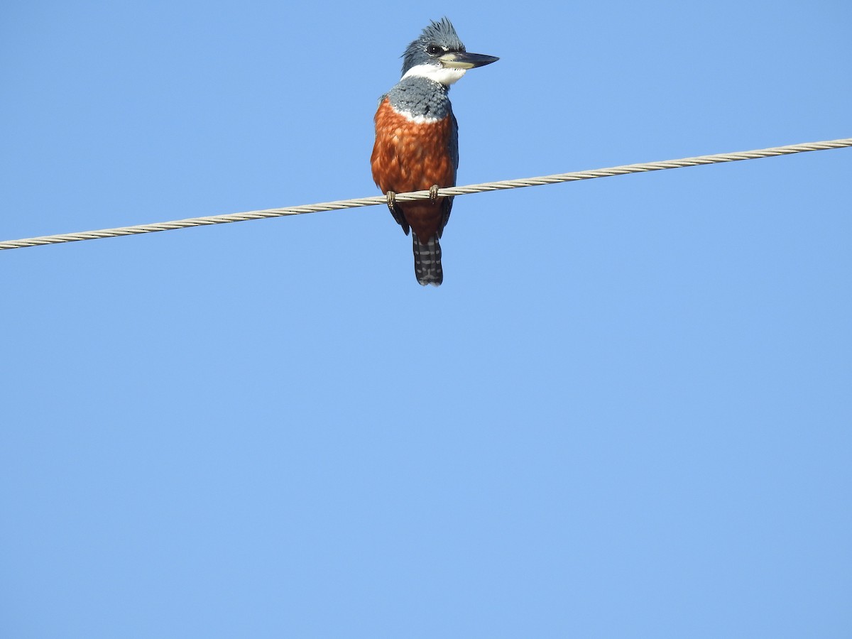 Ringed Kingfisher - Janet Cunningham