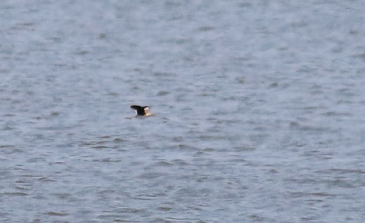 Lesser Jacana - ML521753661