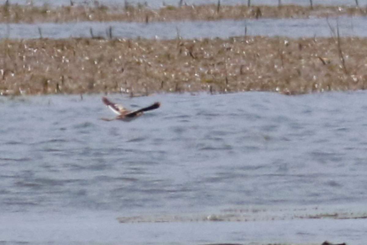 Lesser Jacana - ML521753671
