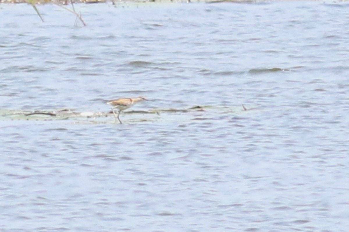 Lesser Jacana - ML521753681