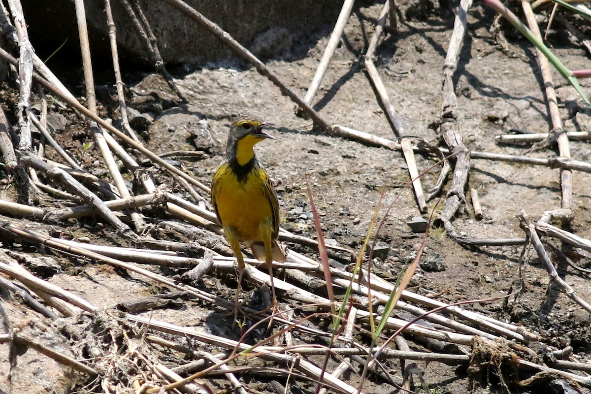 Yellow-throated Longclaw - ML521753761