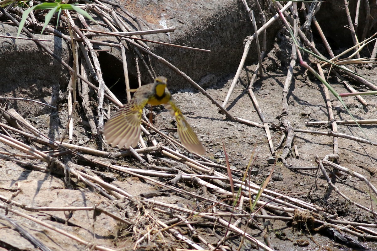 Yellow-throated Longclaw - ML521753771