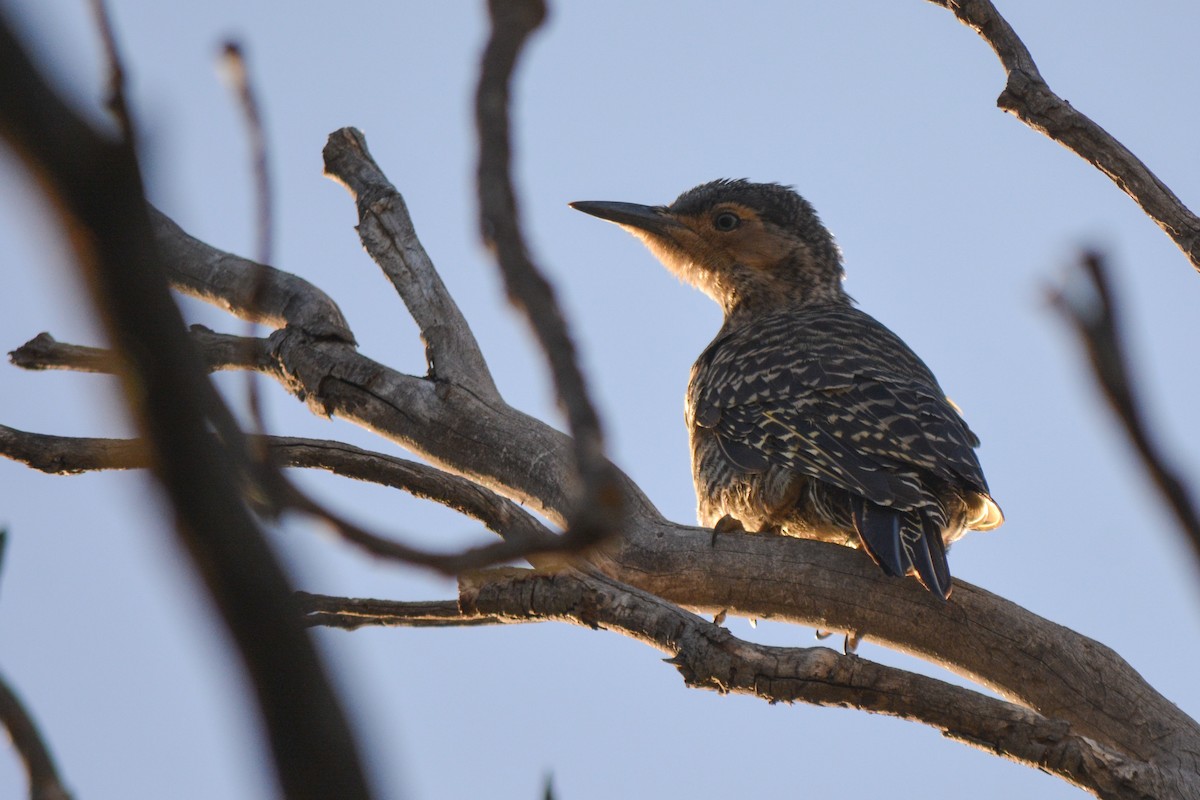 Chilean Flicker - ML521754401