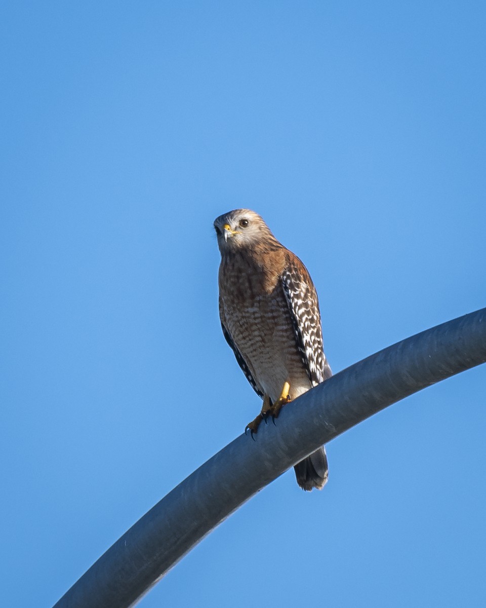 Red-shouldered Hawk - ML521754521