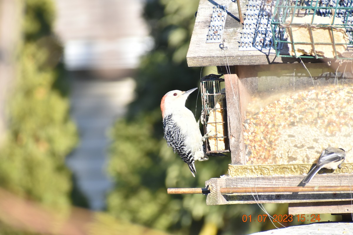 Red-bellied Woodpecker - ML521755981