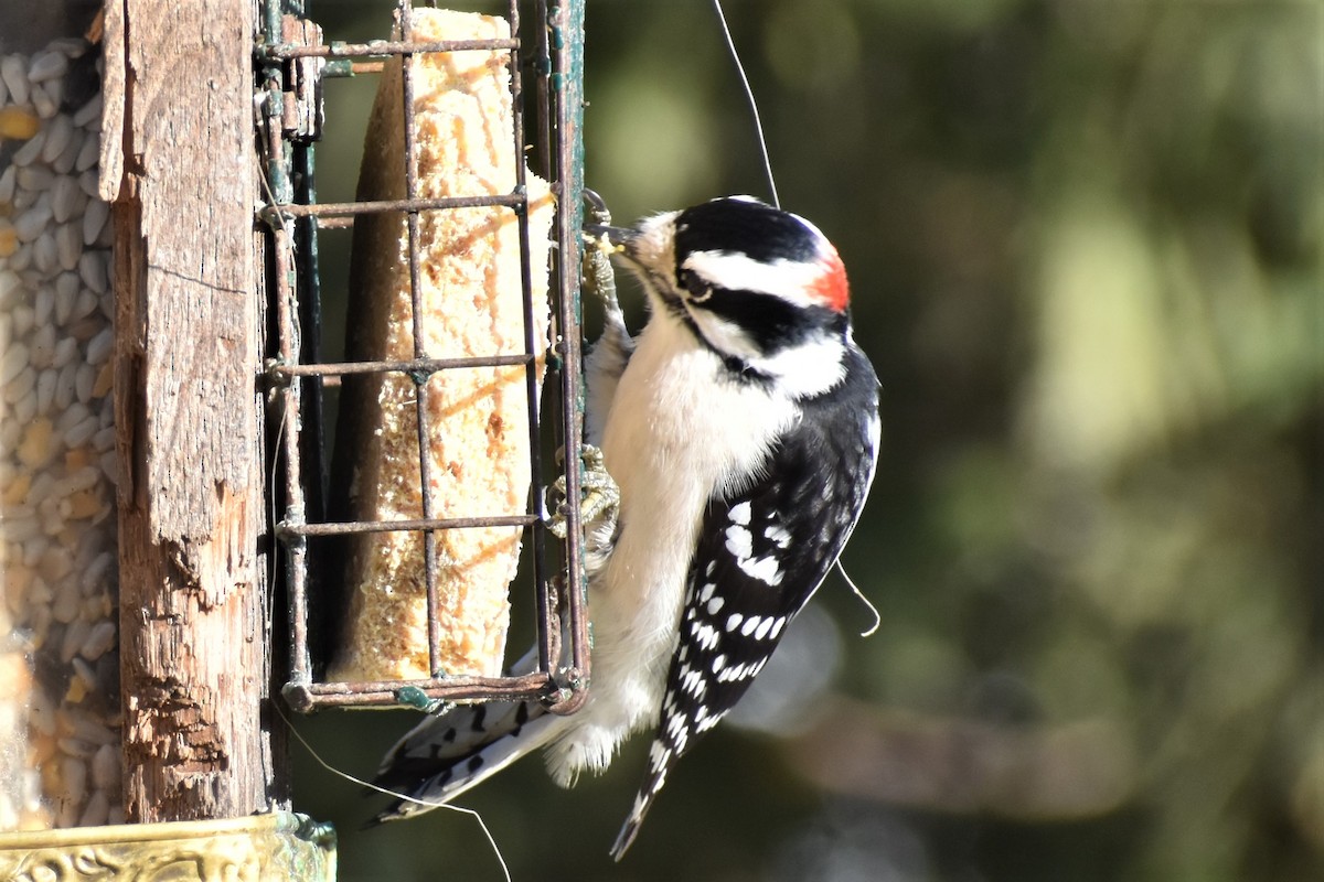 Downy Woodpecker - ML521757281