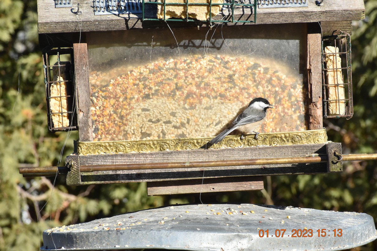 Black-capped Chickadee - ML521758011