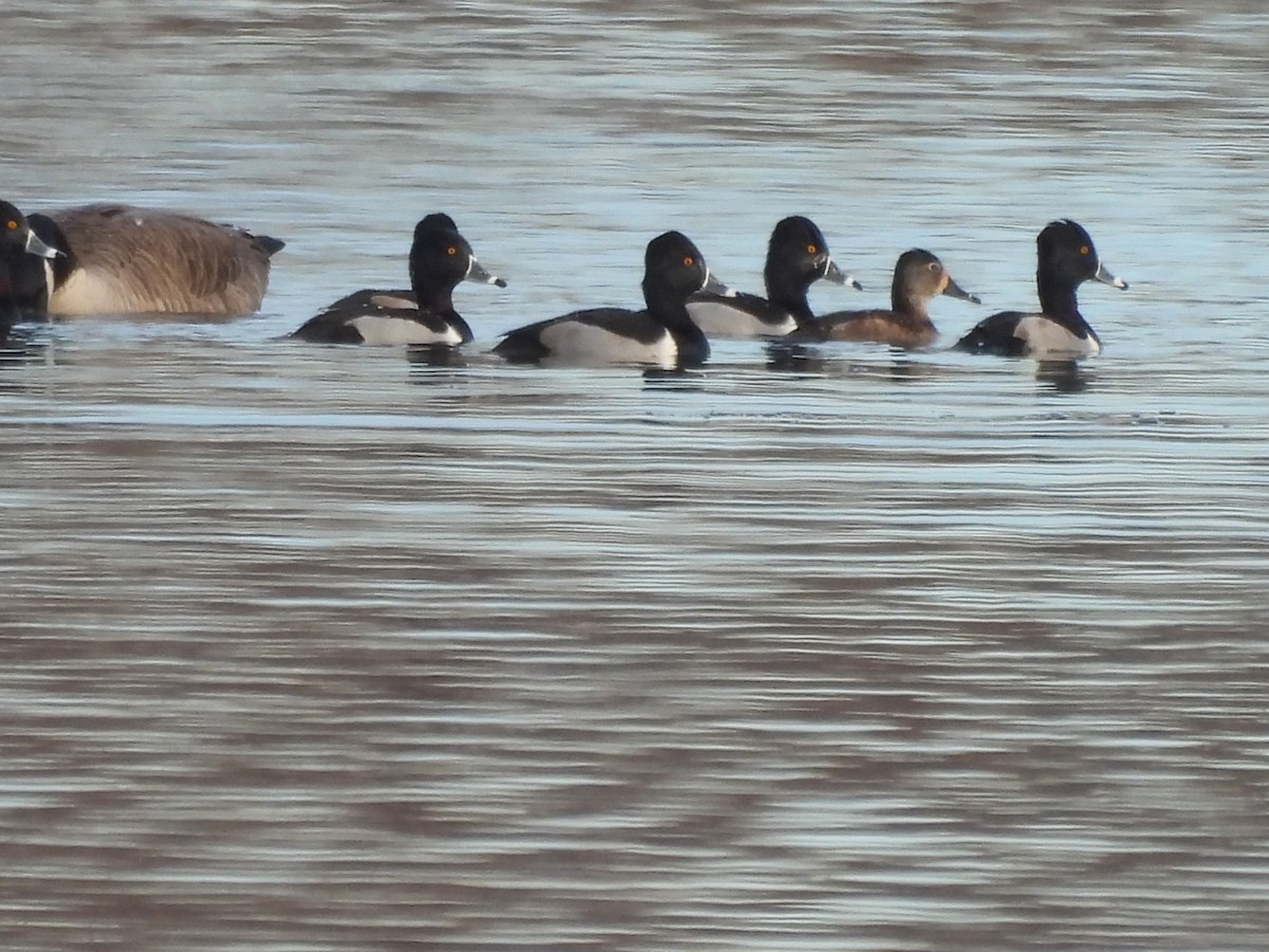 Ring-necked Duck - ML521758291