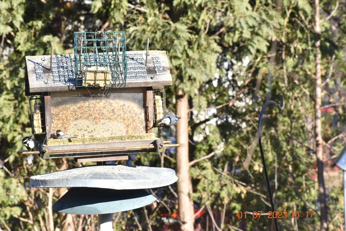 White-breasted Nuthatch - ML521758341