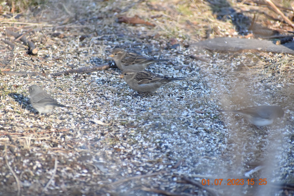 House Sparrow - ML521758431