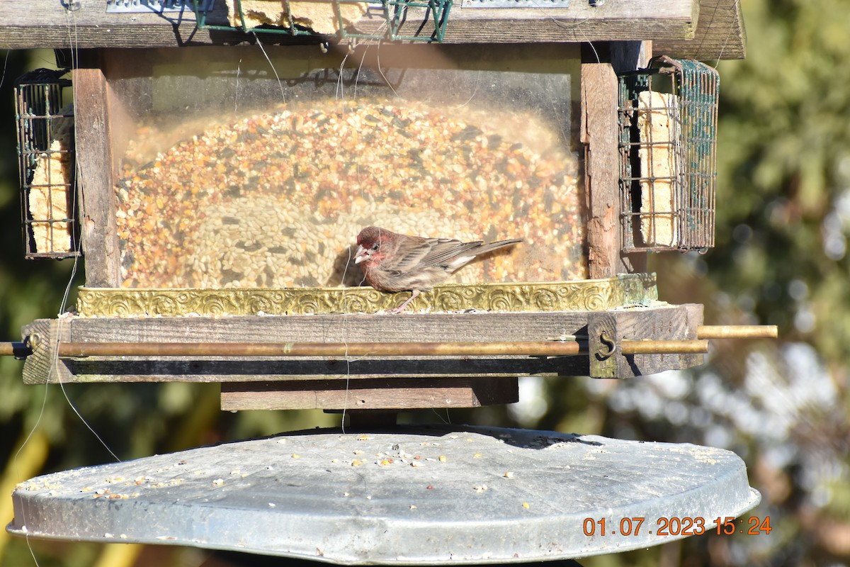 House Finch - Gustav Holtz