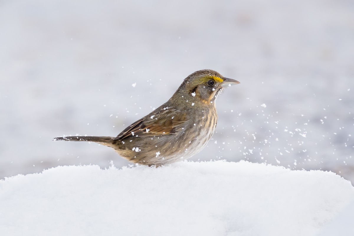 Seaside Sparrow - Lyall Bouchard