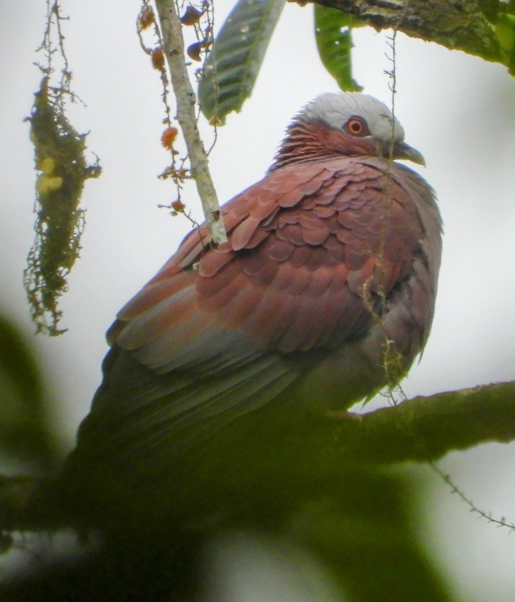 Pale-capped Pigeon - ML521759701