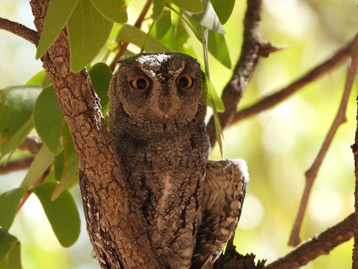 African Scops-Owl - ML521759821