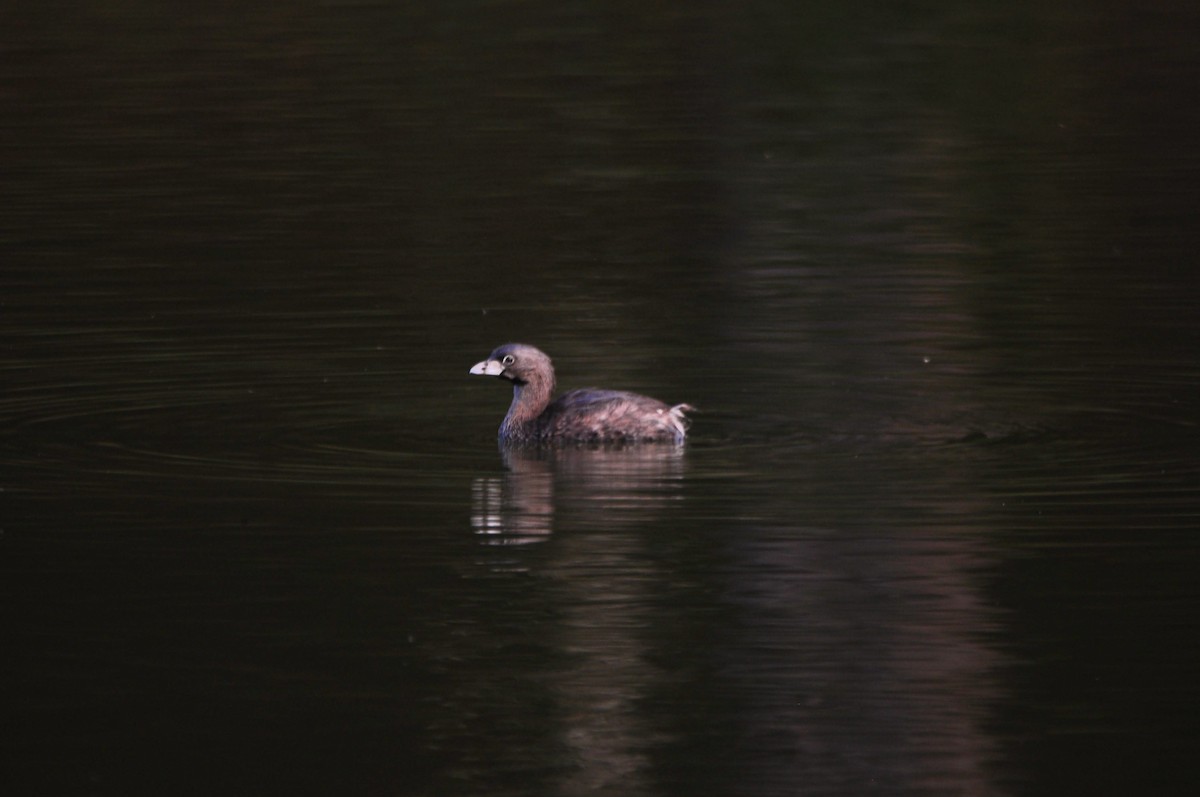 eBird Checklist - 7 Jan 2023 - Laguna don Manuel - 33 species