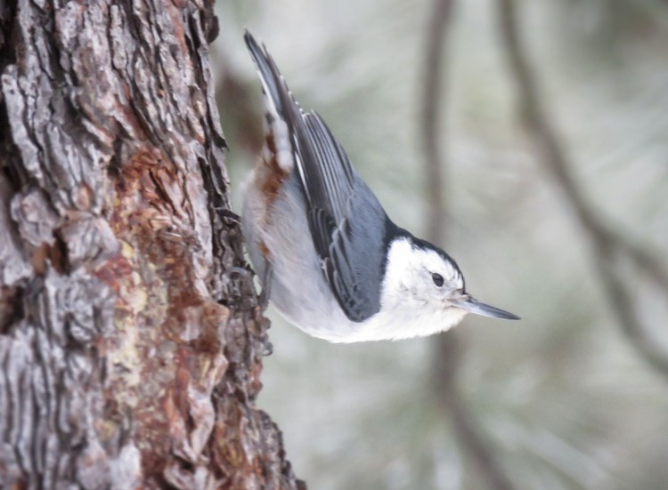 White-breasted Nuthatch - ML521760241