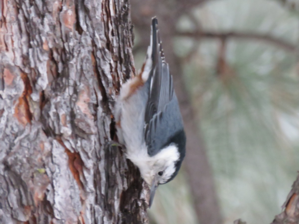 White-breasted Nuthatch - ML521760271