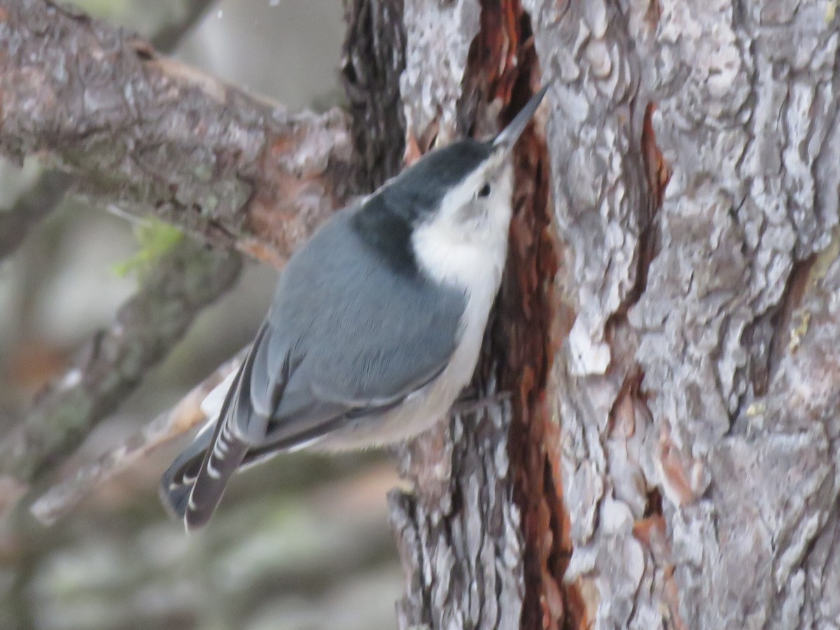 White-breasted Nuthatch - ML521760281