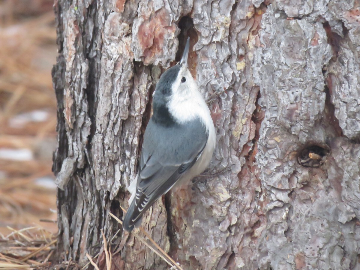 White-breasted Nuthatch - ML521760291
