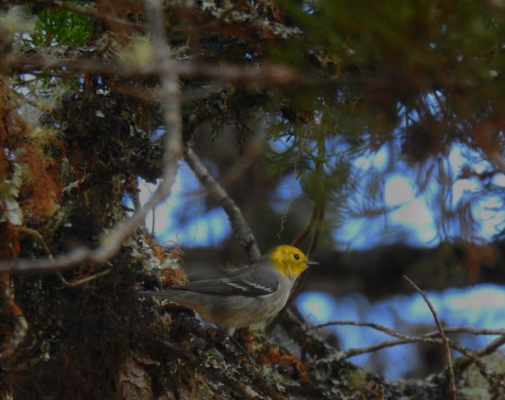 Hermit Warbler - ML521761531