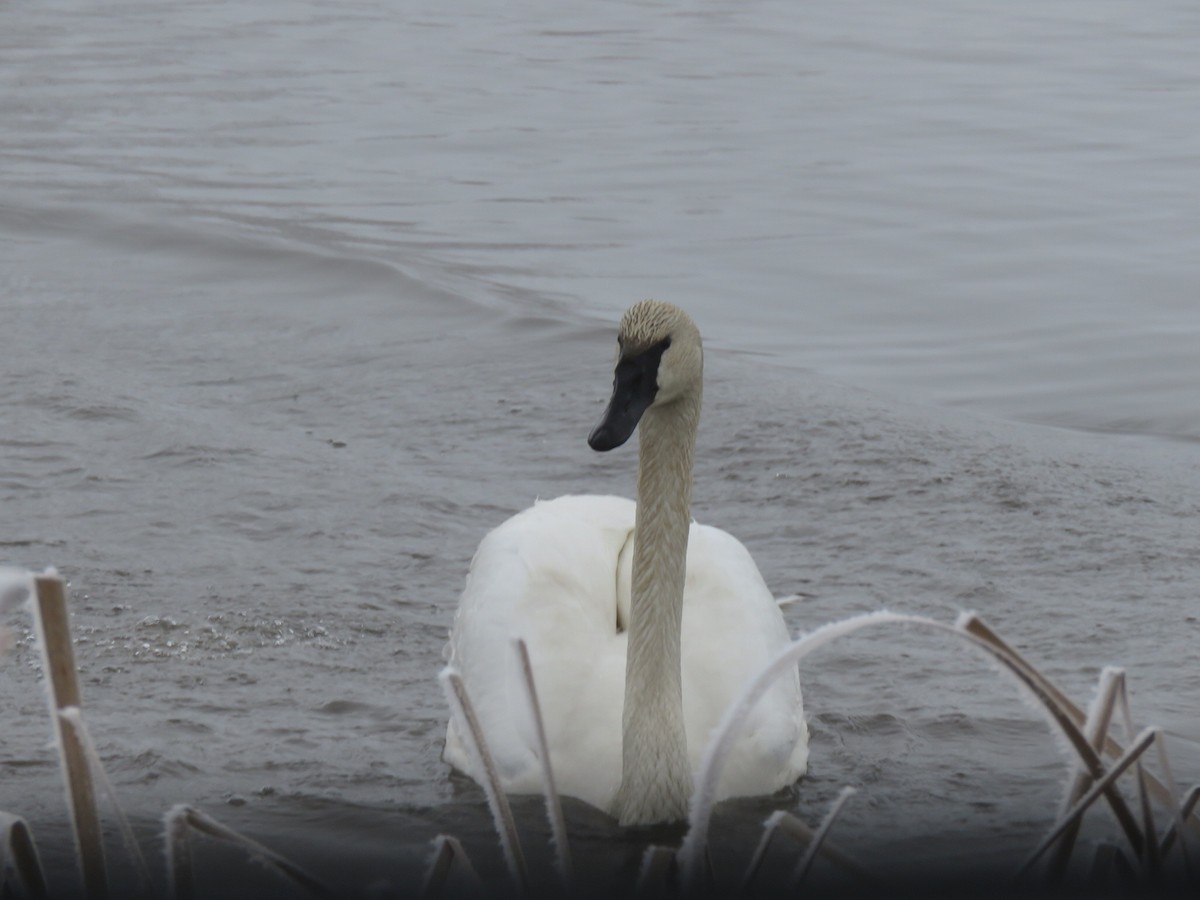 Cisne Trompetero - ML521761631