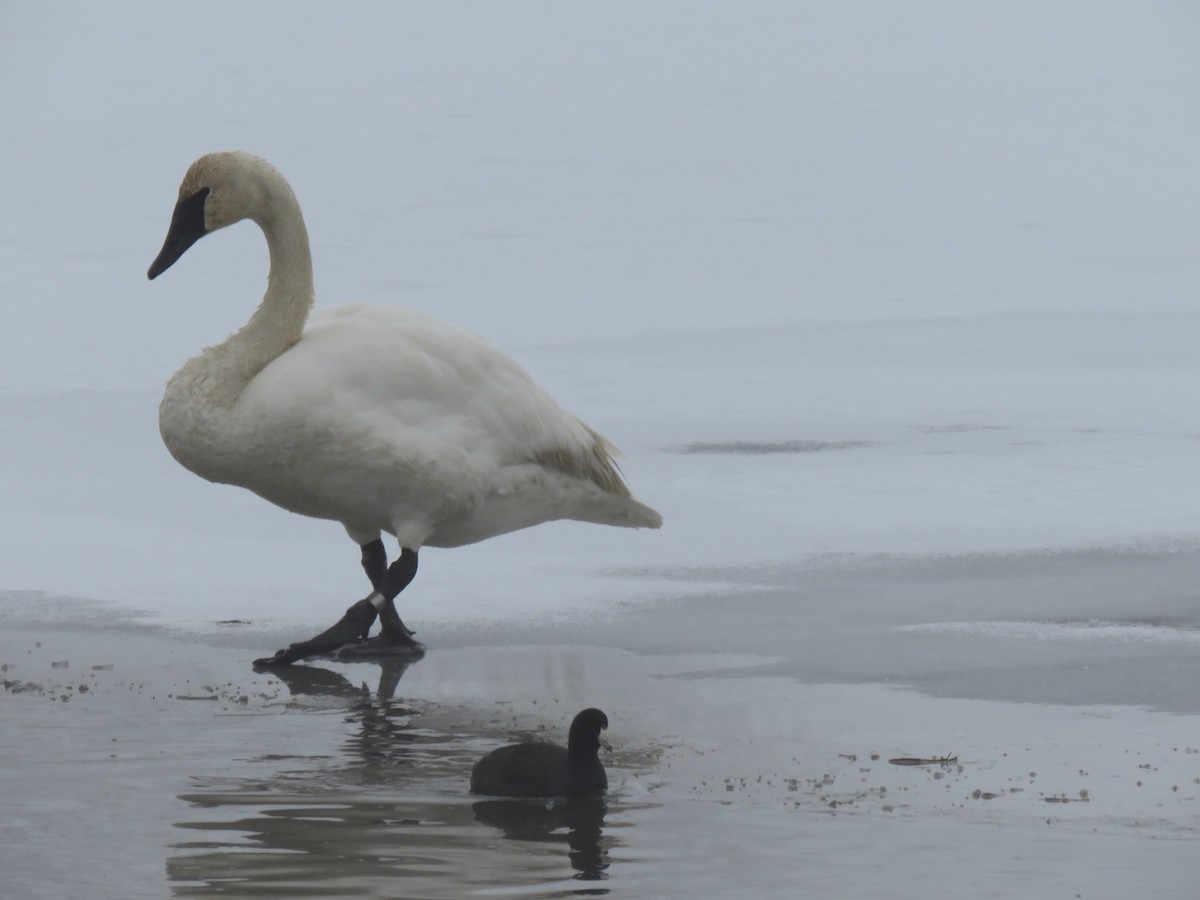 Cisne Trompetero - ML521761651