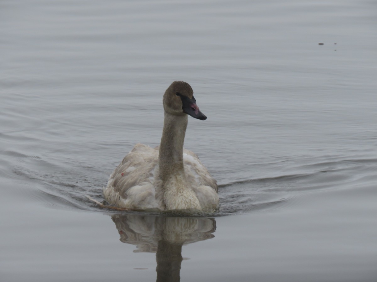 Trumpeter Swan - ML521761661