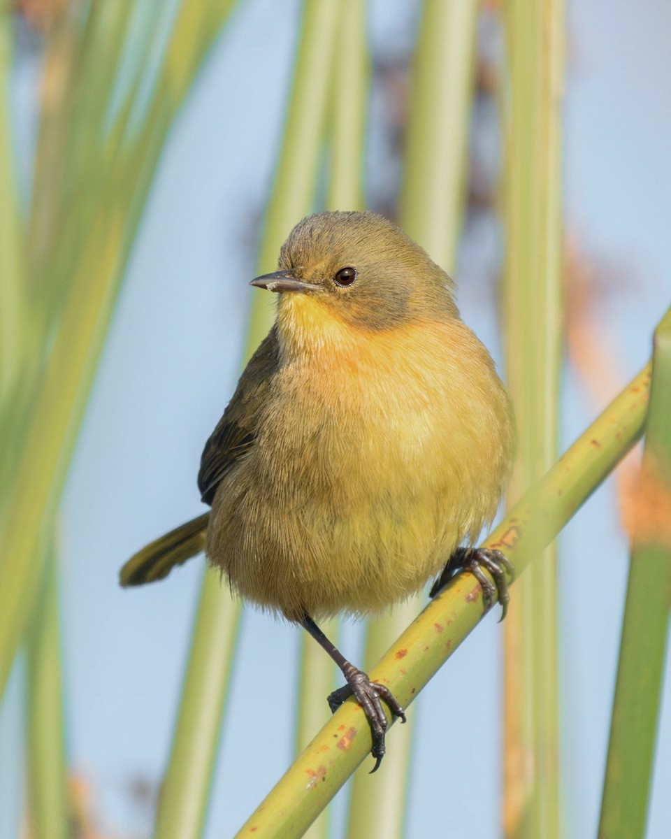 Black-polled Yellowthroat - Andrea  Velasco