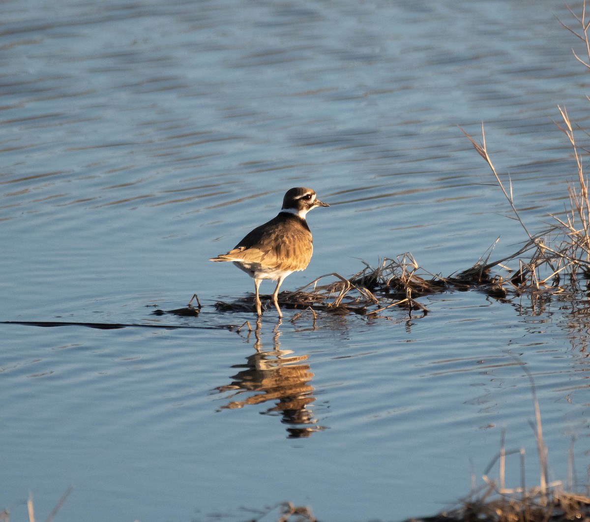 Killdeer - ML521763601