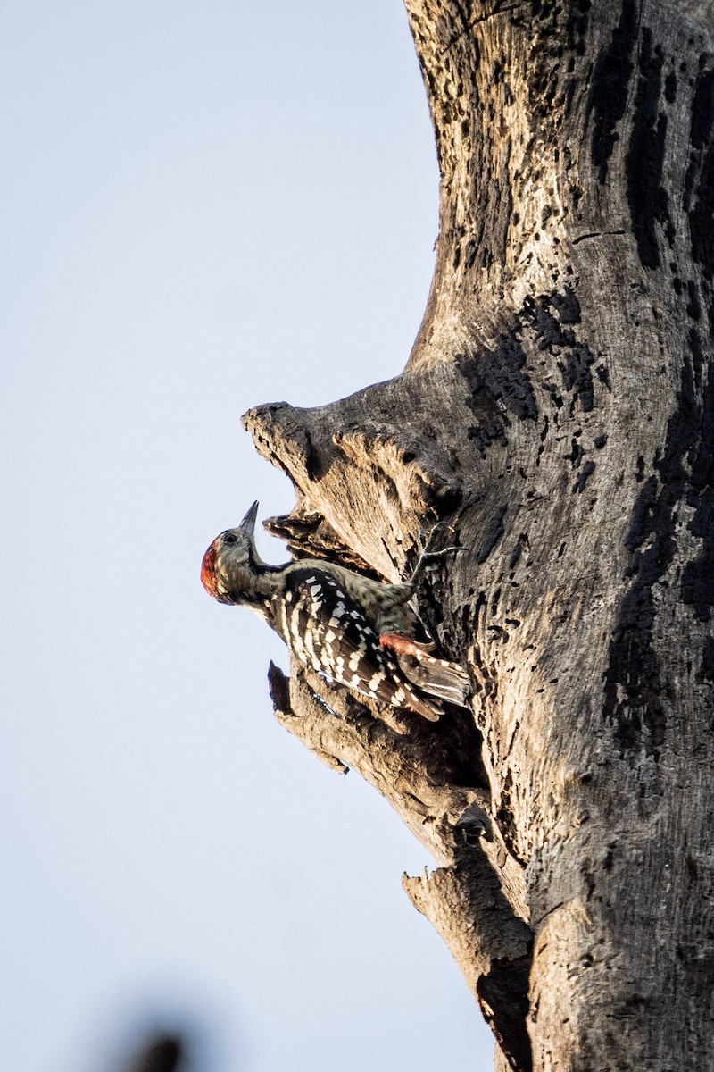 Black-rumped Flameback - ML521764761