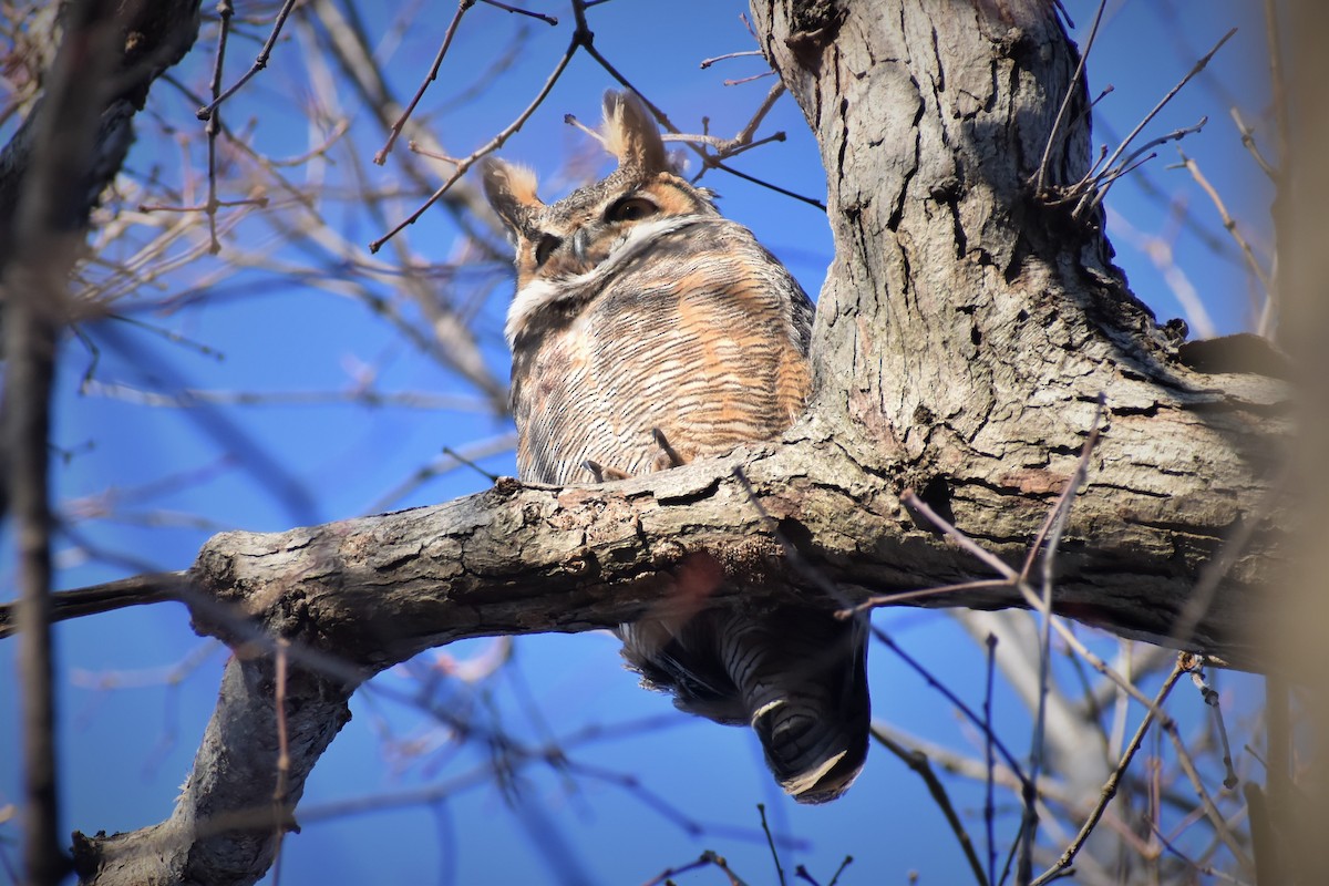 Great Horned Owl - ML521765061