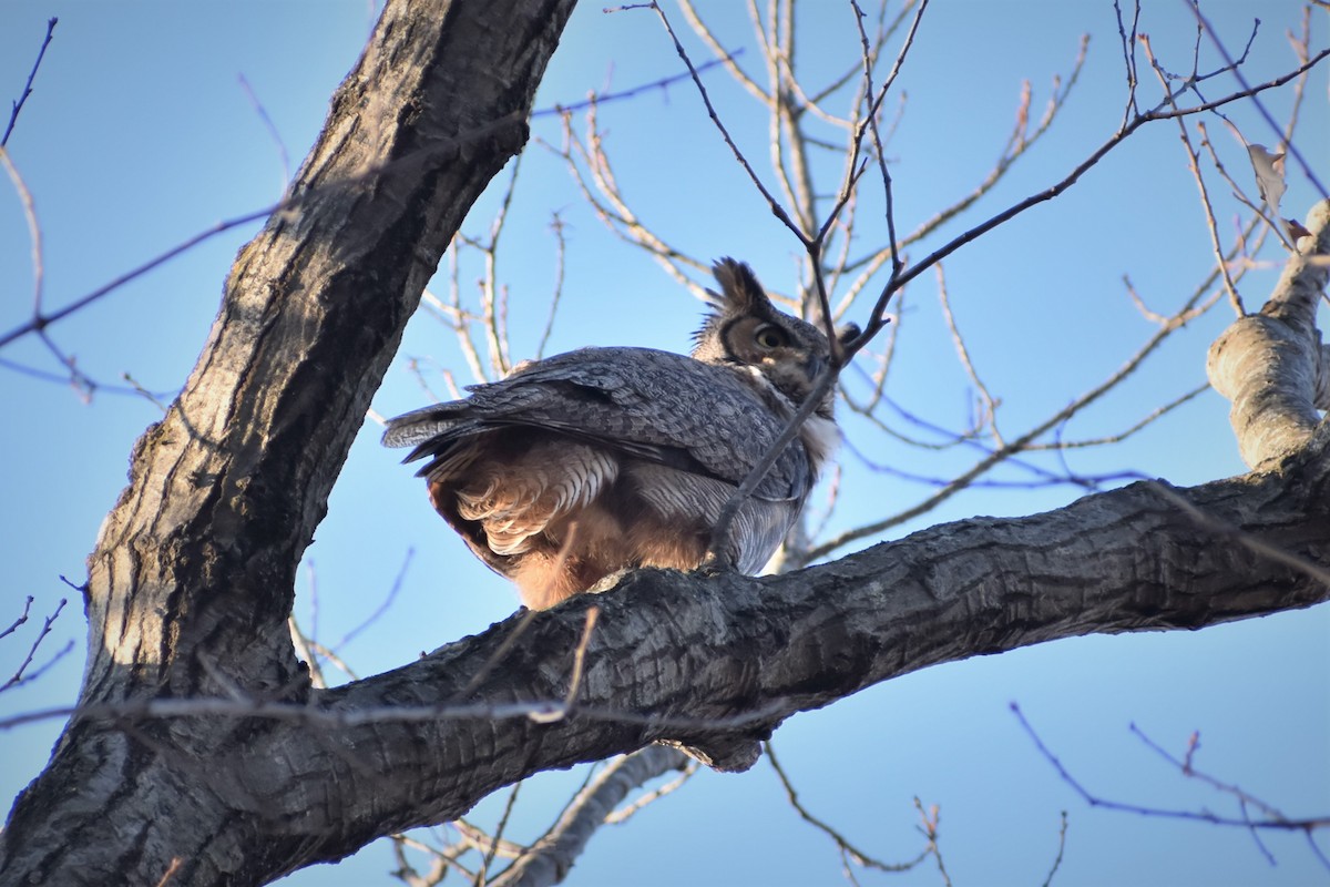 Great Horned Owl - ML521765121