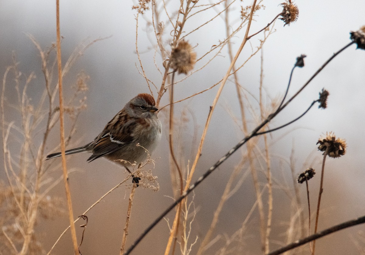 American Tree Sparrow - Joshua  Vincent