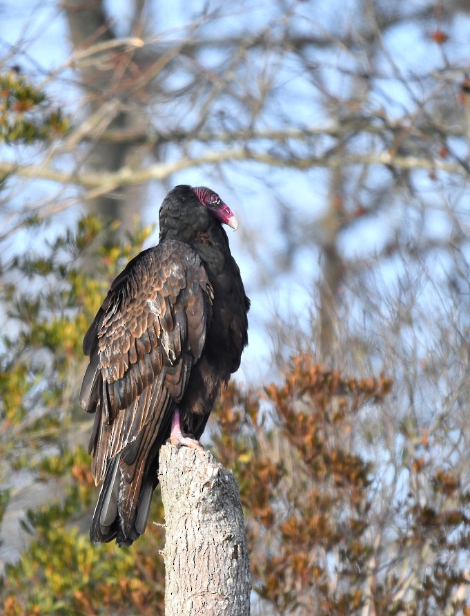 Turkey Vulture - ML521766471