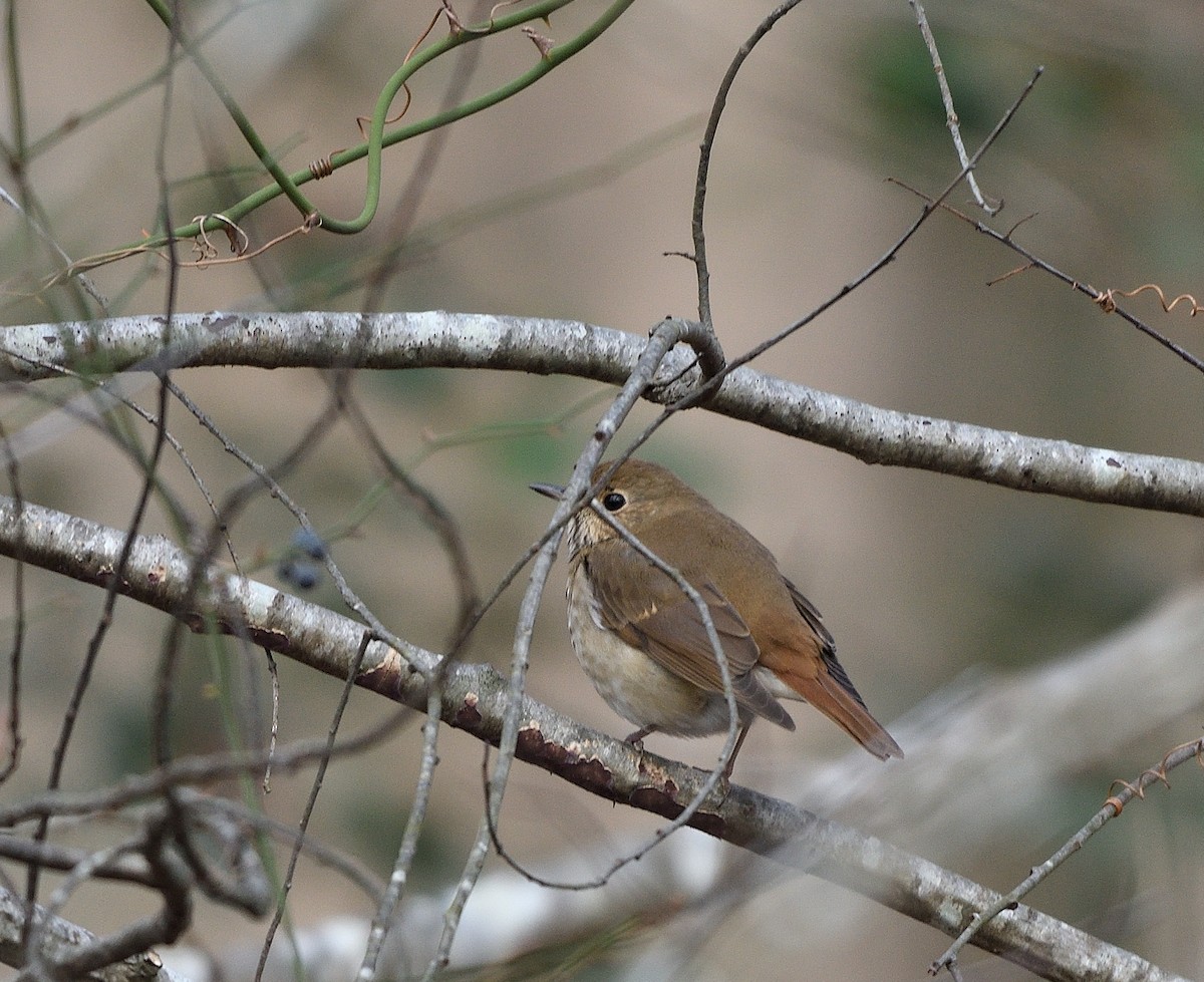 Hermit Thrush - ML521766521