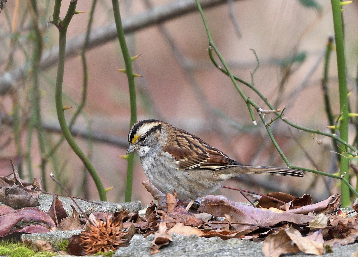White-throated Sparrow - ML521766601