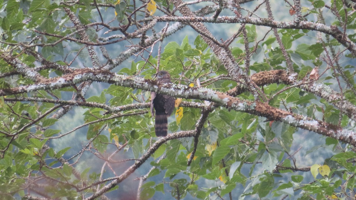 Large Hawk-Cuckoo - ML521766721