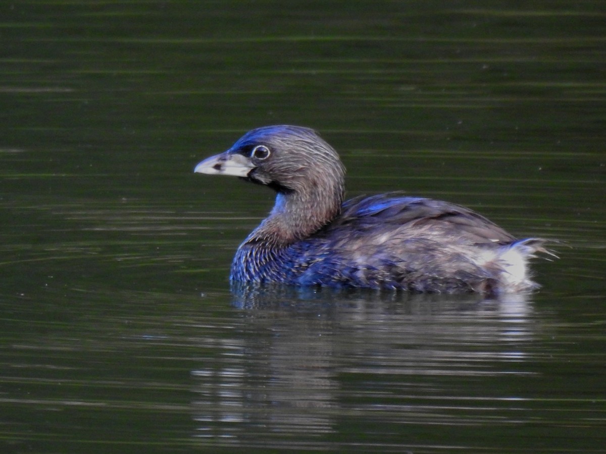 Pied-billed Grebe - ML521766871