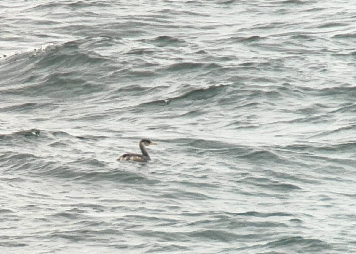 Red-necked Grebe - ML521767031
