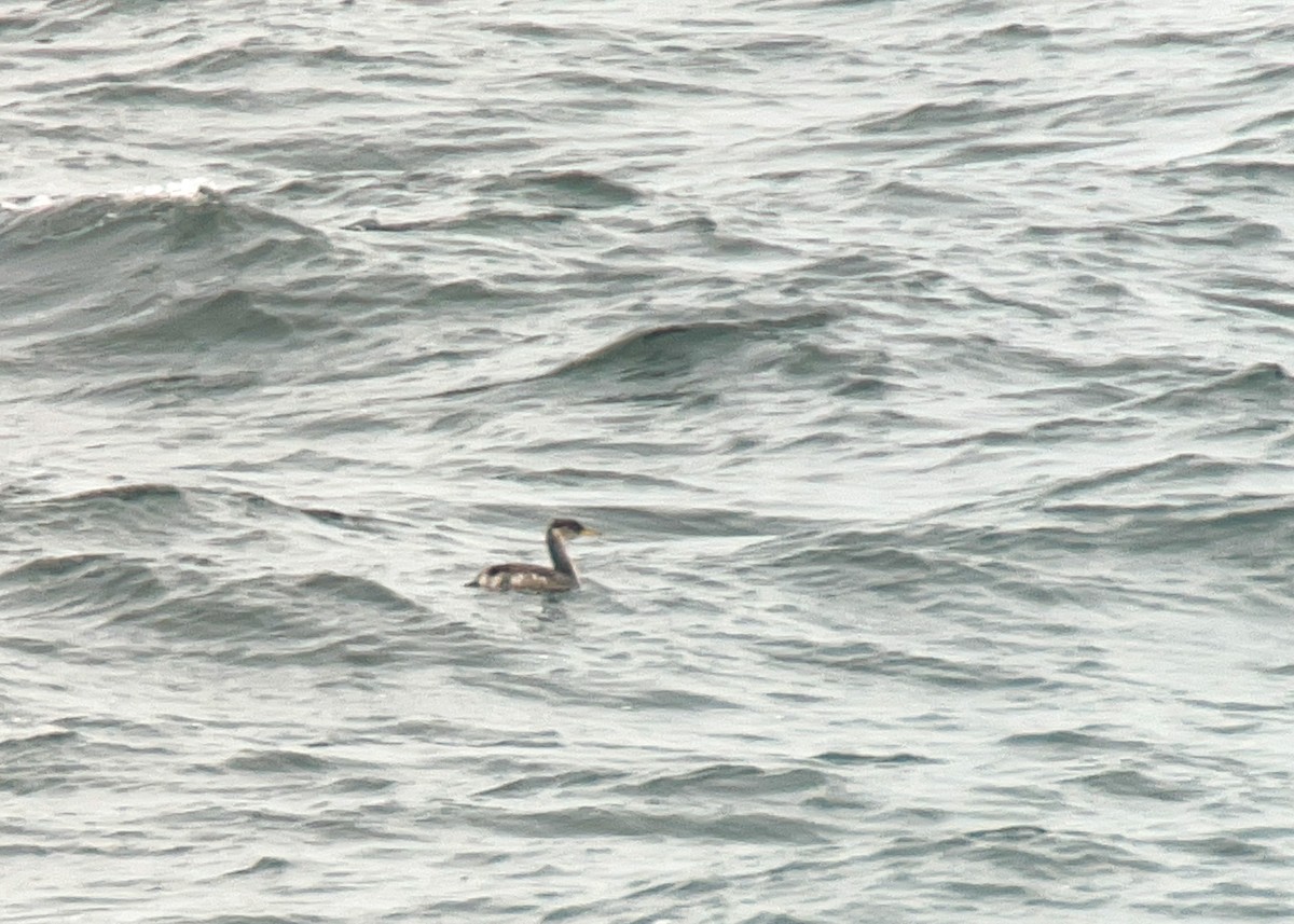 Red-necked Grebe - ML521767041