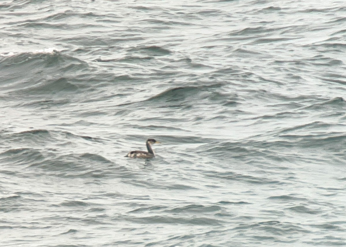 Буурал шунгуур - ML521767041