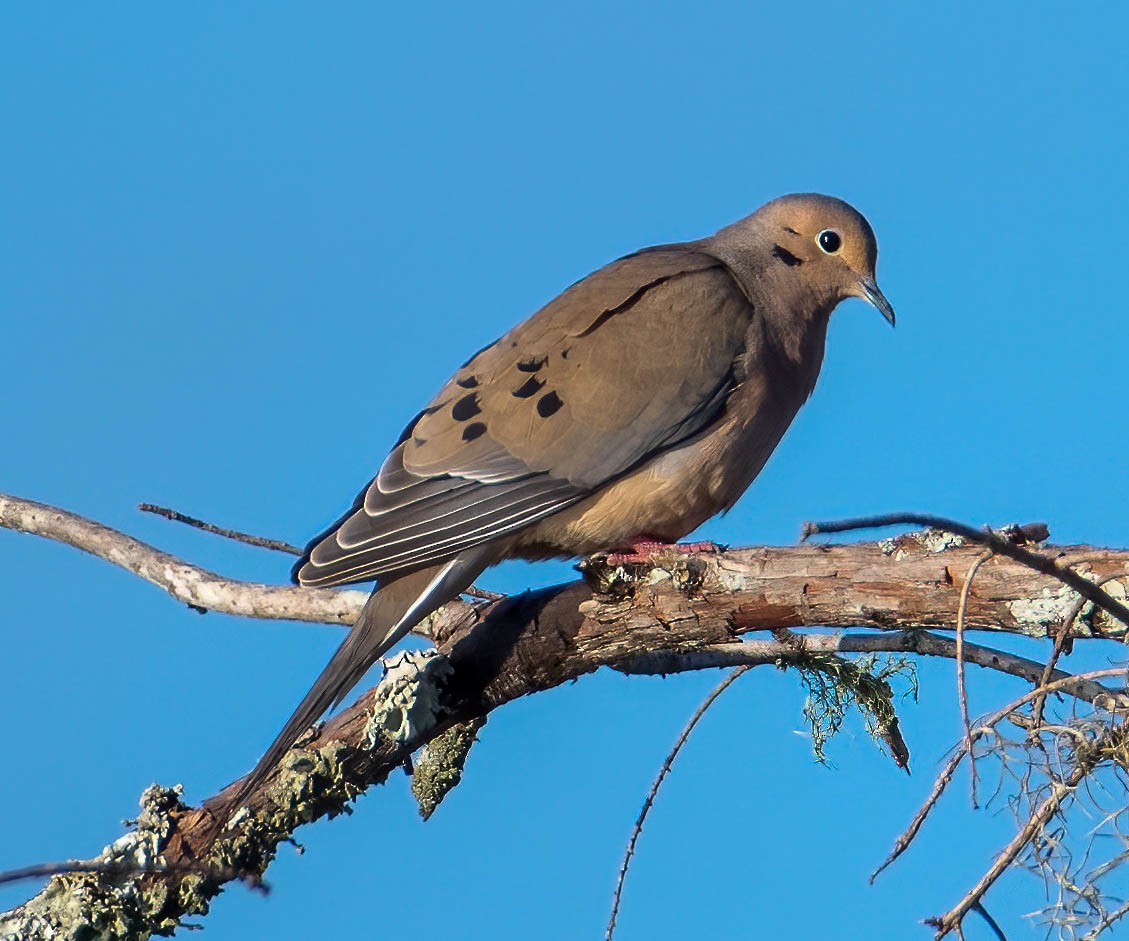 Mourning Dove - Kenneth Eyster