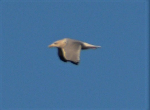 Herring Gull - ML521767511