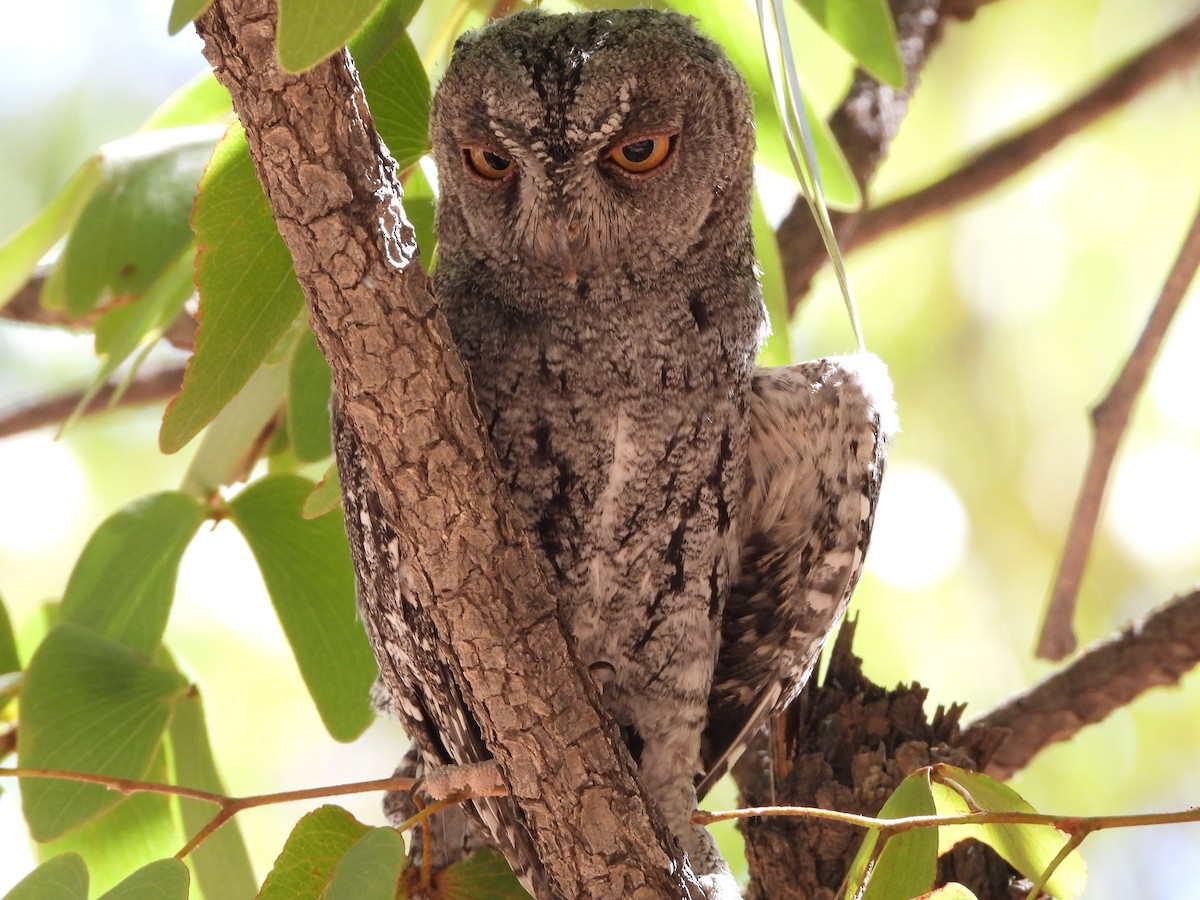 African Scops-Owl - ML521768171