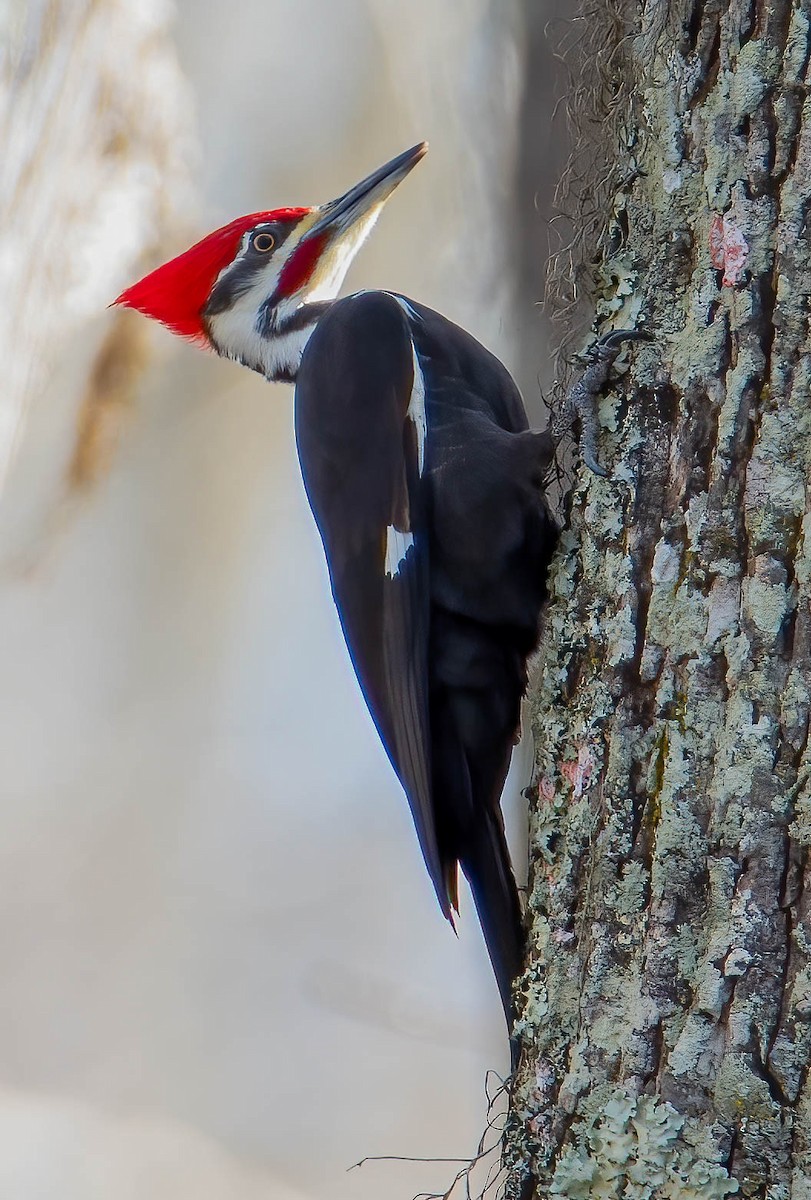 Pileated Woodpecker - ML521768221