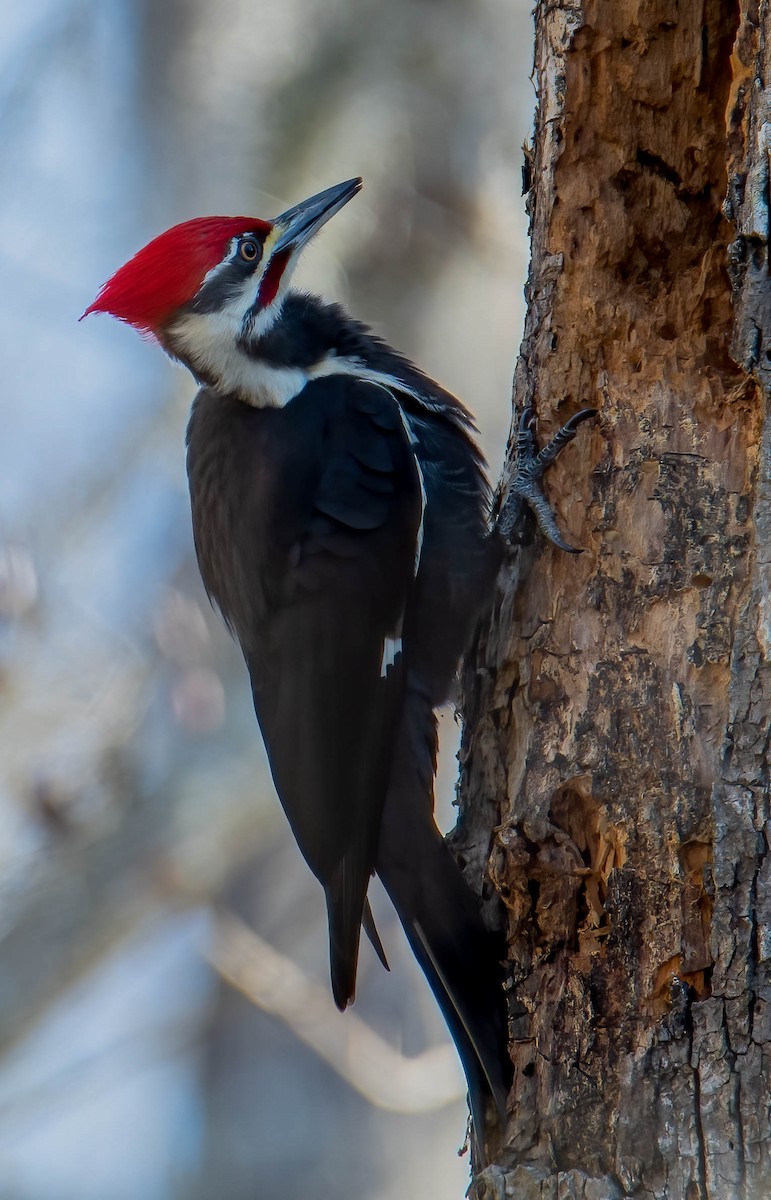 Pileated Woodpecker - ML521768231